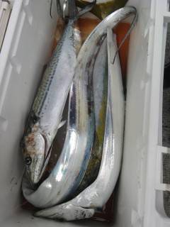 沖の北でのメジロ釣果　他タチウオ・サゴシな…