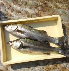 岸和田一文字　旧の赤灯台や沖の北でのアジのノマセ釣りで良型スズキ　