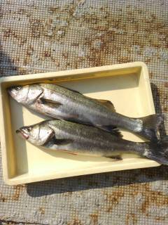 岸和田一文字　旧の赤灯台や沖の北でのアジのノマセ釣りで良型スズキ　