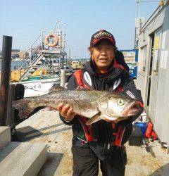 岸和田一文字　旧の赤灯台や沖の北でのアジのノマセ釣りで良型スズキ　