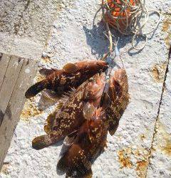 岸和田一文字シラサのウキ釣り　旧の白灯台でアコウ・旧の赤灯台でハネ