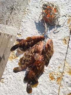 岸和田一文字シラサのウキ釣り　旧の白灯台で…