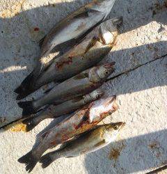 岸和田一文字シラサのウキ釣り　旧の白灯台でアコウ・旧の赤灯台でハネ