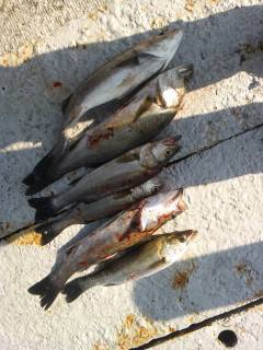 岸和田一文字シラサのウキ釣り　旧の白灯台でアコウ・旧の赤灯台でハネ