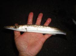 メッキを求めて周参見へ　日没直前にカマスが…