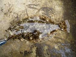 りんくう　昼の1時間のライトショアジギング…