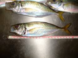 大阪南港アジング　流れにのせてドリフト＆フ…