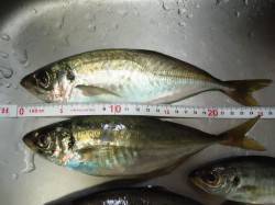 助松埠頭周辺アジング　ジグヘッド3.0g直…