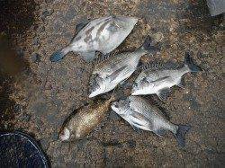 北港釣り公園　チヌ・アイゴ・ウマヅラハギの釣果