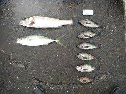 北港釣り公園　スズキ・ハマチ・メバルの釣果