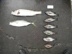 北港釣り公園　スズキ・ハマチ・メバルの釣果…