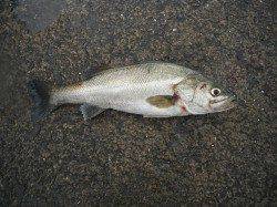 北港釣り公園　スズキ・ハマチ・メバルの釣果