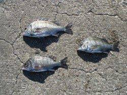 和歌山北港魚つり公園　紀州釣りで良型チヌ