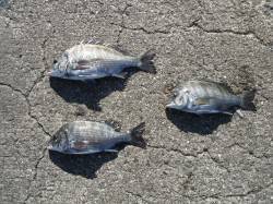 和歌山北港魚つり公園　紀州釣りで良型チヌ