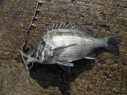 和歌山北港魚つり公園　カゴ釣りでサゴシ・アジ