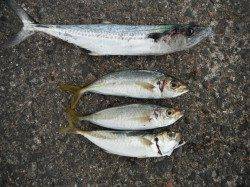 和歌山北港魚つり公園　カゴ釣りでサゴシ・アジ