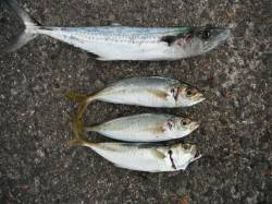 和歌山北港魚つり公園　カゴ釣りでサゴシ・ア…