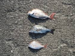 和歌山北港魚つり公園　カゴ釣りでマダイ37…