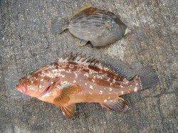 北港釣り公園　アコウ・カワハギ・チヌなどの釣果