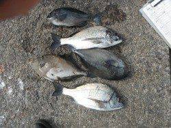 北港釣り公園　アコウ・カワハギ・チヌなどの釣果