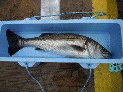 和歌山北港魚つり公園　チヌ・チャリコ・アイゴ・グレ・カワハギ