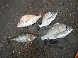 和歌山北港魚つり公園　チヌ・チャリコ・アイ…