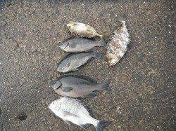 和歌山北港魚つり公園　カゴ釣りでチヌ・グレ・アイゴ