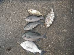 和歌山北港魚つり公園　カゴ釣りでチヌ・グレ…