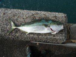 和歌山北港魚つり公園　ハマチ50cmの釣果