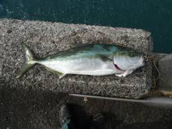 和歌山北港魚つり公園　ハマチ50cmの釣果…