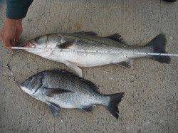 和歌山北港魚つり公園　サンバソウ36cm　ほか良型スズキの釣果もありました