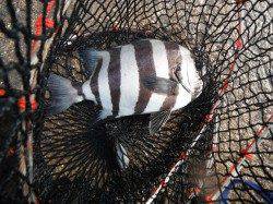 和歌山北港魚つり公園　イスズミ・グレ・ウマヅラハギ