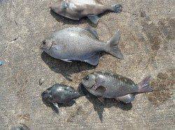 和歌山北港魚つり公園　イスズミ・グレ・ウマヅラハギ