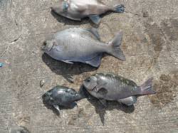 和歌山北港魚つり公園　イスズミ・グレ・ウマ…
