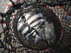 和歌山北港魚つり公園　カゴ釣りでサンバソウとグレ