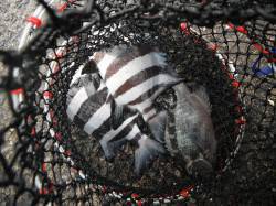 和歌山北港魚つり公園　カゴ釣りでサンバソウ…