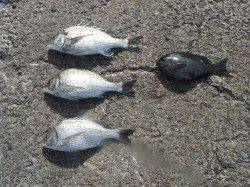 和歌山北港魚つり公園　ナイスサイズのチヌとグレの釣果