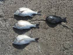 和歌山北港魚つり公園　ナイスサイズのチヌと…