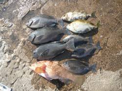 和歌山北港魚つり公園　良型アコウ・グレ・ア…