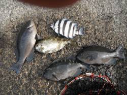 和歌山北港魚つり公園　チヌ・グレ・アイゴ・…