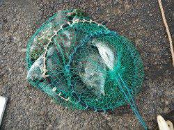 和歌山北港魚つり公園　チヌ・グレ・アイゴ・ウマヅラなど