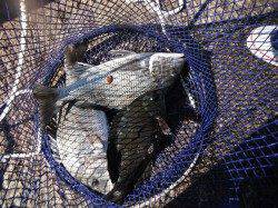 和歌山北港魚つり公園　天秤カゴ釣りでナイスサイズのチヌ・グレ