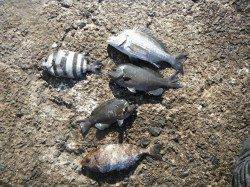 和歌山北港魚つり公園　スズキ73cmをキャッチ