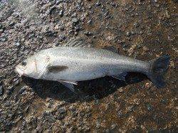 和歌山北港魚つり公園　スズキ73cmをキャッチ