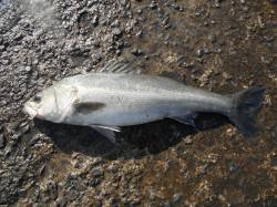 和歌山北港魚つり公園　スズキ73cmをキャ…