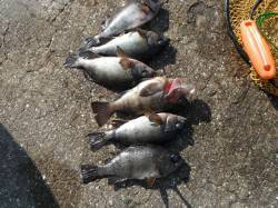 北港釣り公園　チヌ・グレ・メバルの釣果