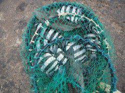 和歌山北港魚つり公園　カゴ釣りでサンバソウ・グレ・ウマヅラハギ