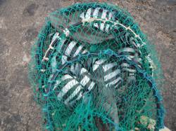 和歌山北港魚つり公園　カゴ釣りでサンバソウ…