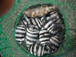 和歌山北港魚つり公園　カゴ釣りでサンバソウ・グレ・アイゴ