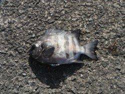 和歌山北港魚つり公園　サンバソウ33cmの釣果